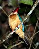 storkbillkingfisher_49612