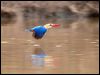storkbillkingfisher_49822