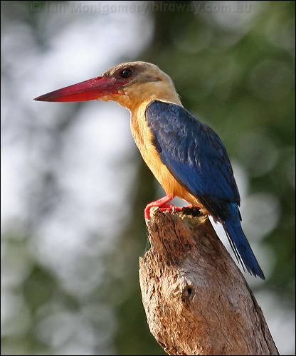 Stork-billed Kingfisher storkbillkingfisher_49250.psd