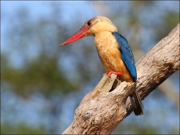 Stork-billed Kingfisher storkbillkingfisher_49260.psd