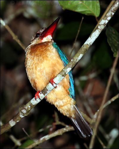 Stork-billed Kingfisher storkbillkingfisher_49612.psd