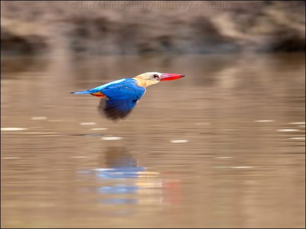 Stork-billed Kingfisher storkbillkingfisher_49822.psd