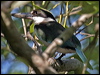 torres_kingfisher_10613
