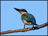 torres_kingfisher_163785