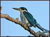 torres_kingfisher_163820