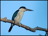 torres_kingfisher_163823