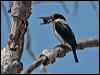 torres_kingfisher_168135