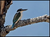 torres_kingfisher_168136