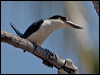 torres_kingfisher_168158