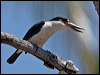 torres_kingfisher_168162