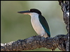torres_kingfisher_168170