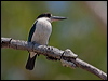Click here to enter gallery and see photos/pictures/images of Torresian Kingfisher