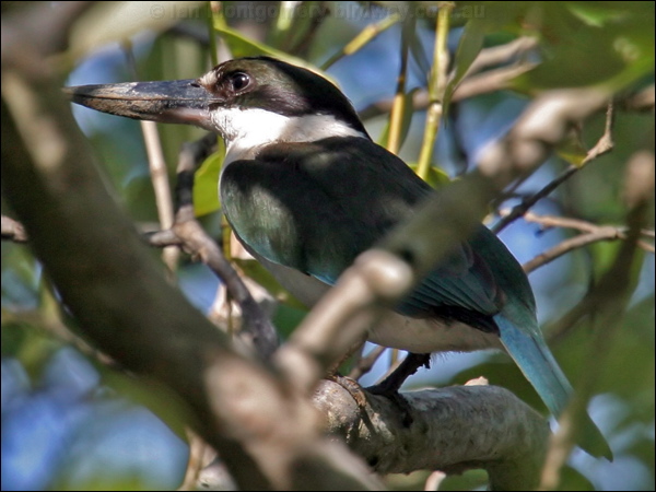 Torresian (Collared*) Kingfisher torres_kingfisher_10613.psd