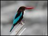 whitethr_kingfisher_06693