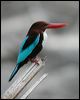 whitethr_kingfisher_06697