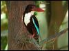 whitethr_kingfisher_19918
