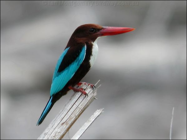 White-throated Kingfisher whitethr_kingfisher_06693.psd
