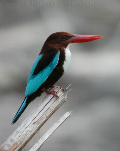 White-throated Kingfisher whitethr_kingfisher_06697.psd