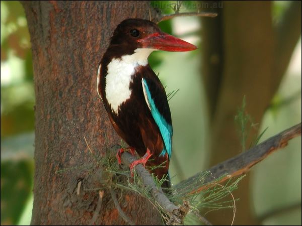White-throated Kingfisher whitethr_kingfisher_19918.psd