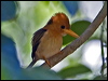 ye_bill_kingfisher_120723