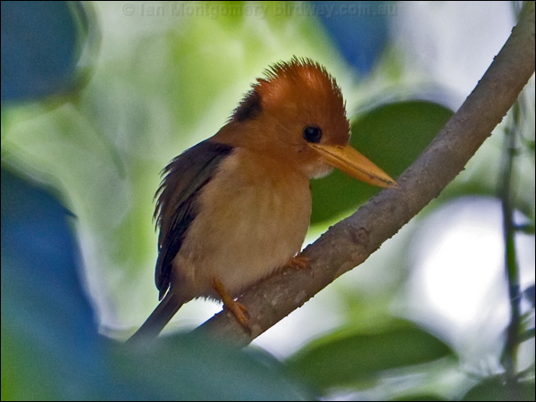 Yellow-billed Kingfisher ye_bill_kingfisher_120723.psd
