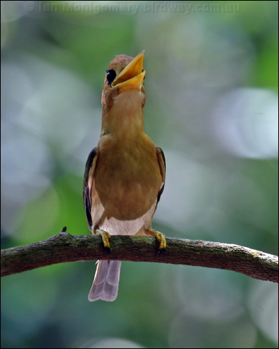 Yellow-billed Kingfisher yellowbillkingfisher_04748.psd