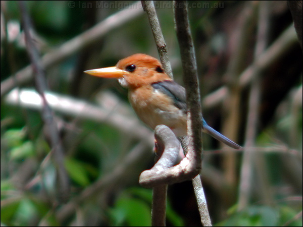 Yellow-billed Kingfisher yellowbillkingfisher_30384.psd