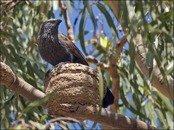 Apostlebird apostle_bird_186082.psd