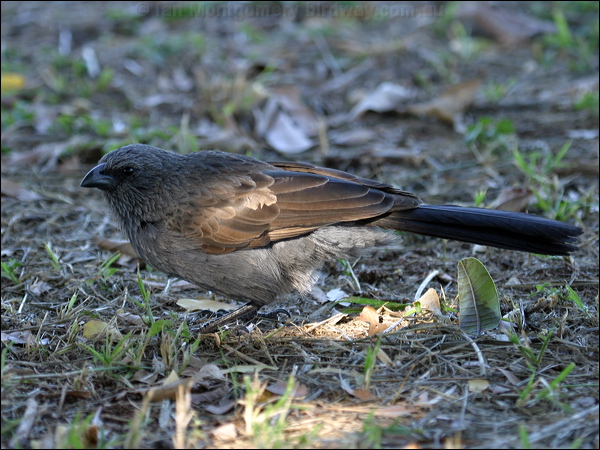 Apostlebird apostlebird_00689.psd