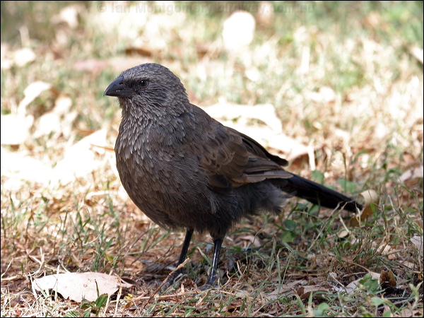 Apostlebird apostlebird_06735.psd