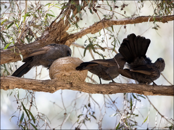 Apostlebird apostlebird_100486.psd