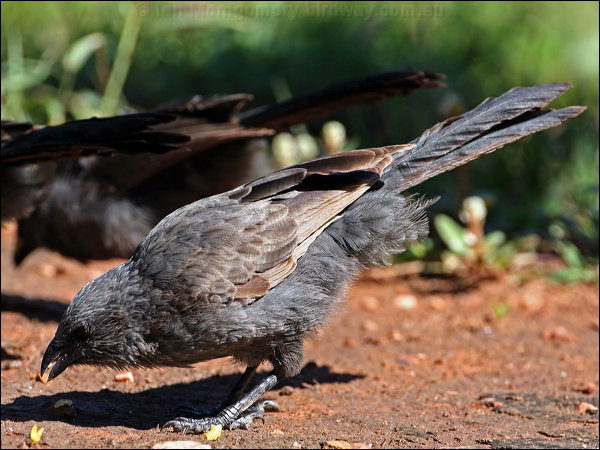 Apostlebird apostlebird_30852.psd