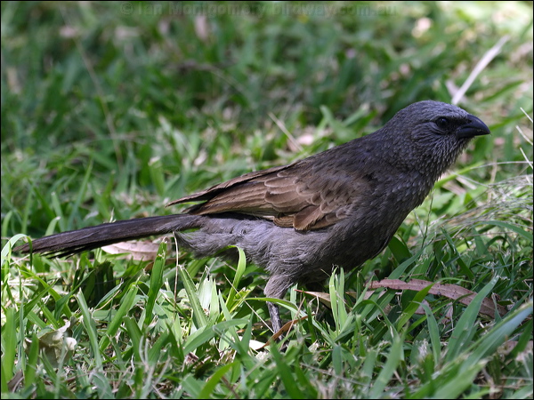 Apostlebird apostlebird_81445.psd