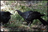 white_winged_chough_06818