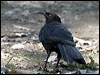 white_winged_chough_06824