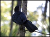 white_winged_chough_06829