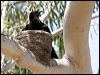 white_winged_chough_81187