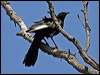 white_winged_chough_81207