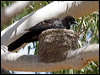 white_winged_chough_81213