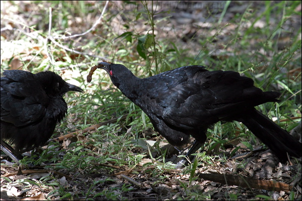 White-winged Chough white_winged_chough_06818.psd