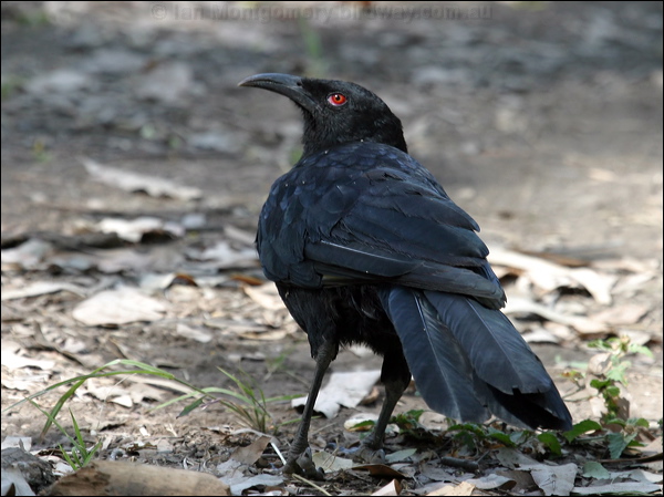 White-winged Chough white_winged_chough_06824.psd