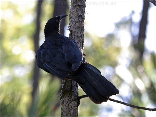 White-winged Chough white_winged_chough_06829.psd