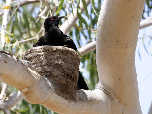 White-winged Chough white_winged_chough_81187.psd