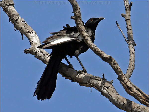 White-winged Chough white_winged_chough_81207.psd