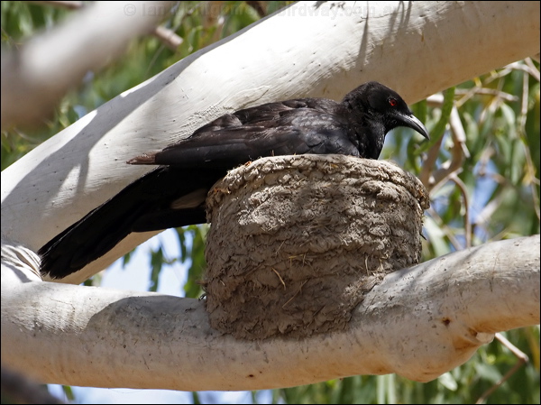 White-winged Chough white_winged_chough_81213.psd
