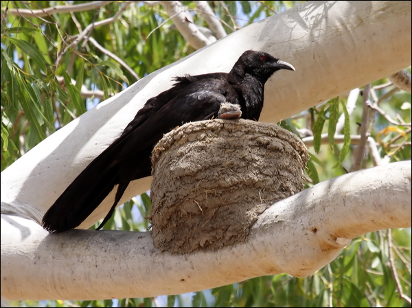 White-winged Chough white_winged_chough_81243.psd