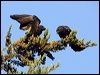 american_crow_106874
