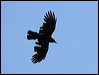 american_crow_65931