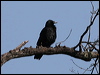 american_crow_66108