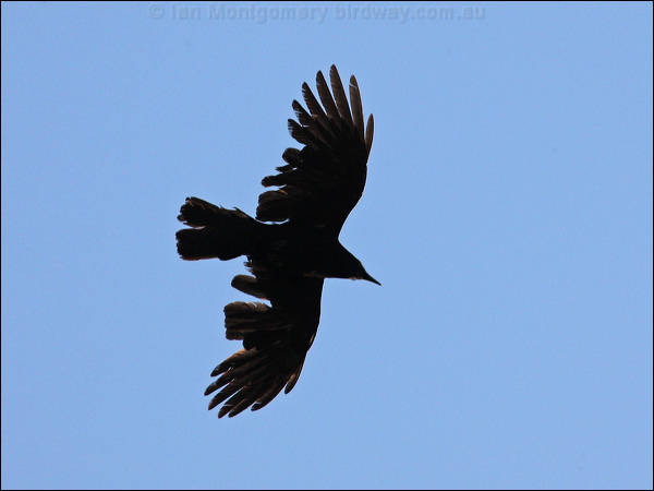 American Crow american_crow_65931.jpg